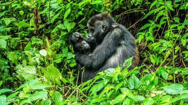 Comment organiser une expédition pour voir les gorilles des montagnes au Congo?