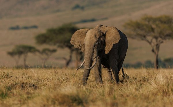 Quels sont les meilleurs itinéraires pour un safari à pied en Tanzanie?